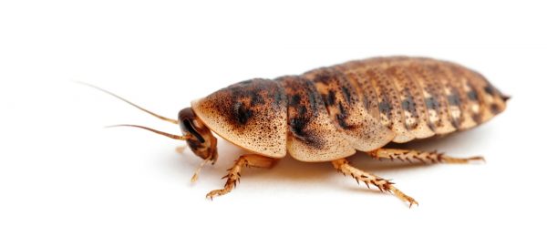 Major Type Of Cockroaches Found In Michigan