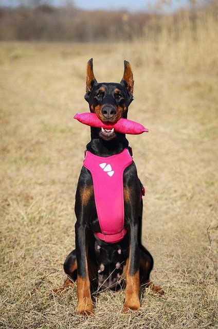 The Best Toys To Buy For Your Doberman